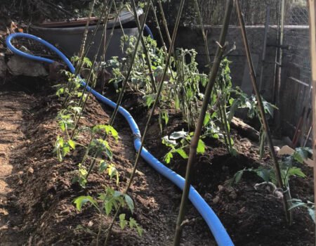 tutores para plantas