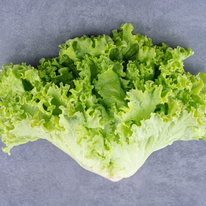 Lechuga Batavia