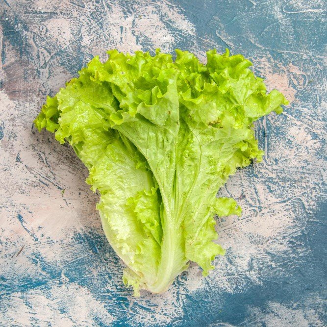 Lechuga escarola