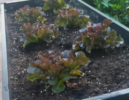 lechugas hoja de roble en huerto urbano