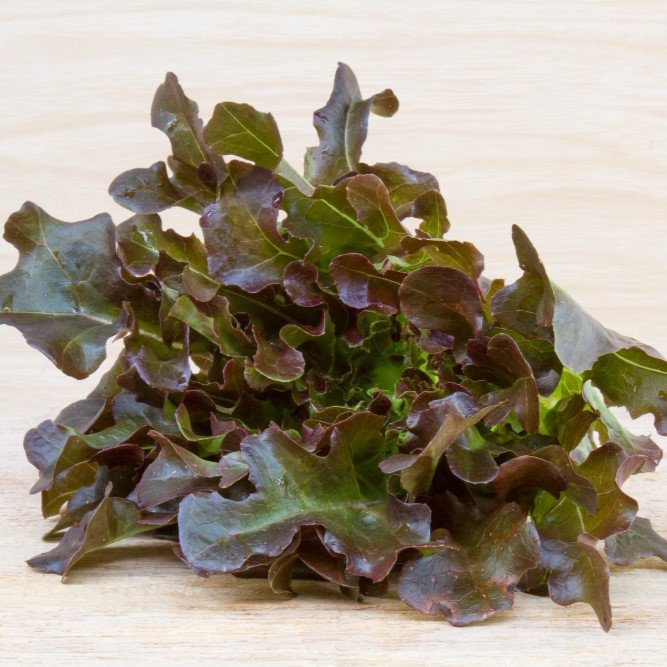 Lechuga hoja de roble