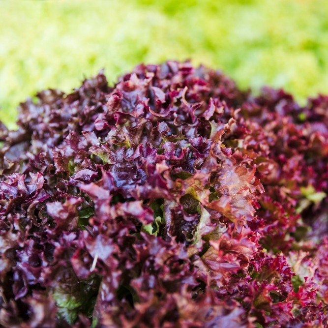 Lechuga Lollo Rosso
