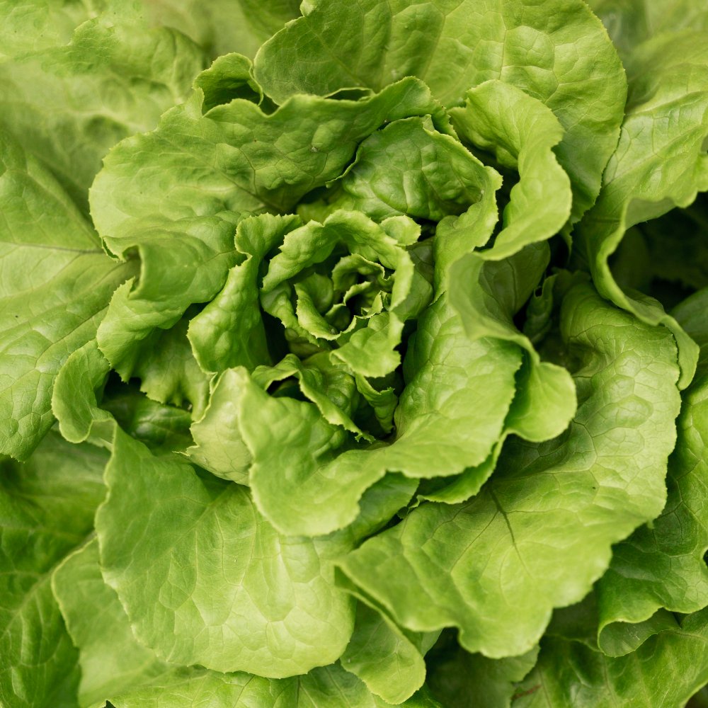 Lechuga mantecosa