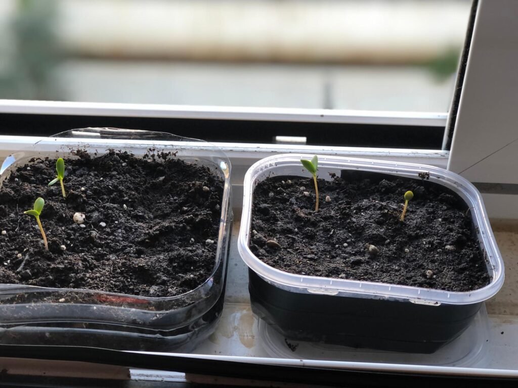 Herramientas para hacer una huerta en casa