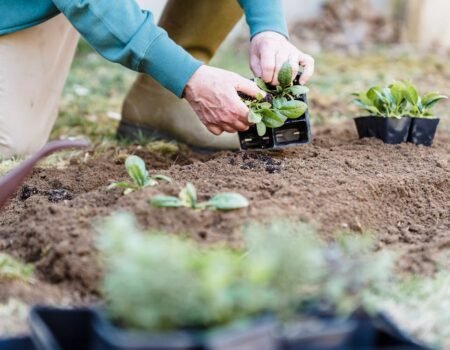 cómo hacer un bancal