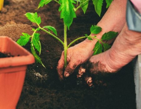como hacer un huerto urbano