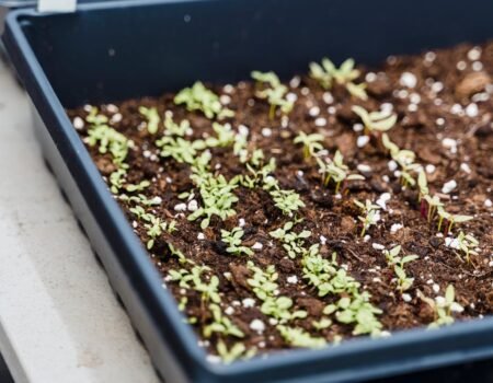 como hacer un semillero