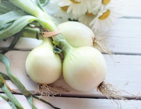 plantar cebollas
