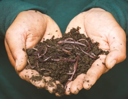 cómo preparar la tierra de un huerto