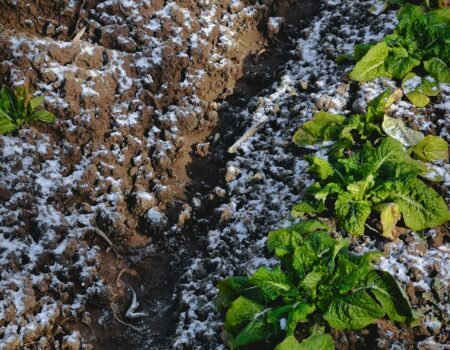 hortalizas de invierno