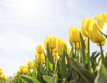 qué plantar en primavera