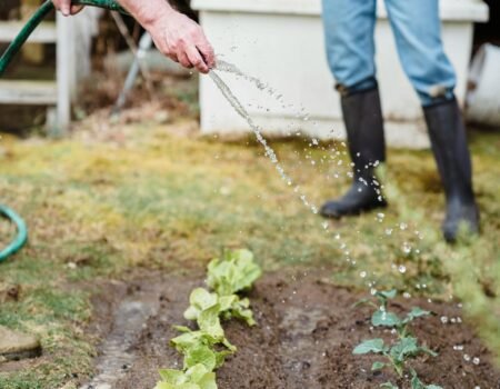 como cultivar lechugas sin tallo