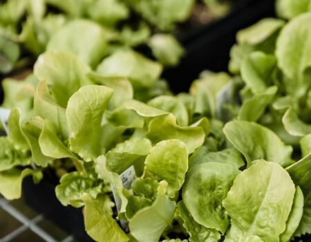 Lechugas hidropónicas