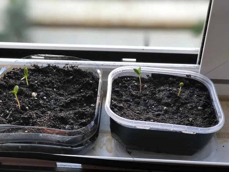 qué plantar en un huerto urbano