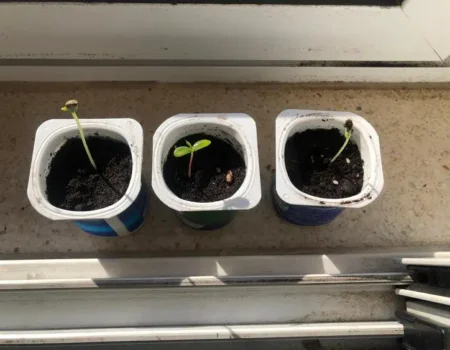 qué plantar en un huerto urbano