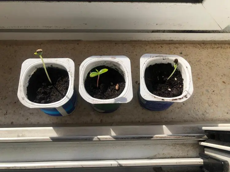 qué plantar en un huerto urbano