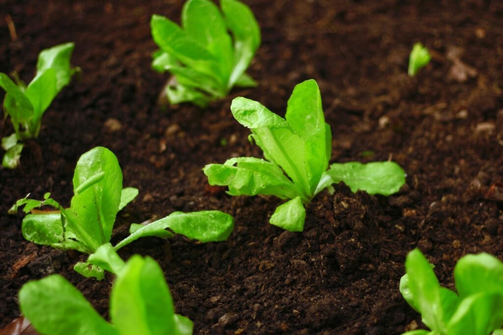 como germinar lechugas