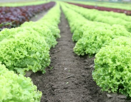 tipos de lechugas