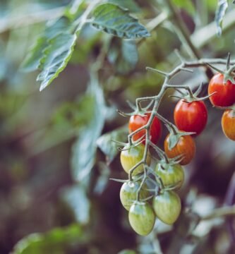 Cómo Hacer un Huerto de Tomates