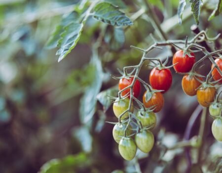Cómo Hacer un Huerto de Tomates
