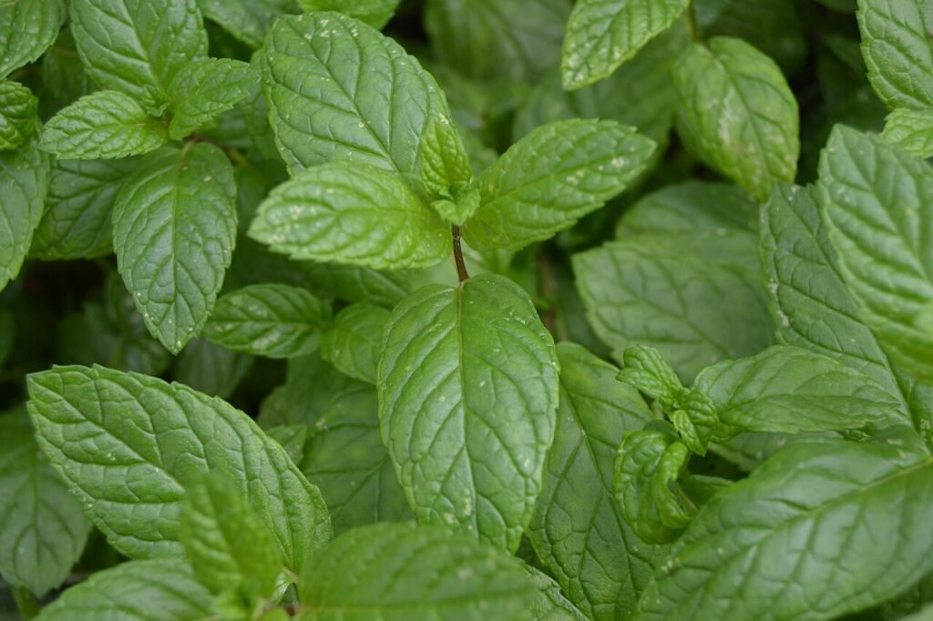 planta aromática hierba buena