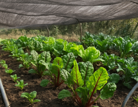 huerta de sombra