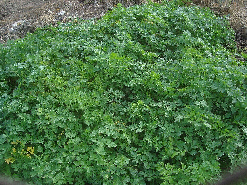 planta aromática perejil
