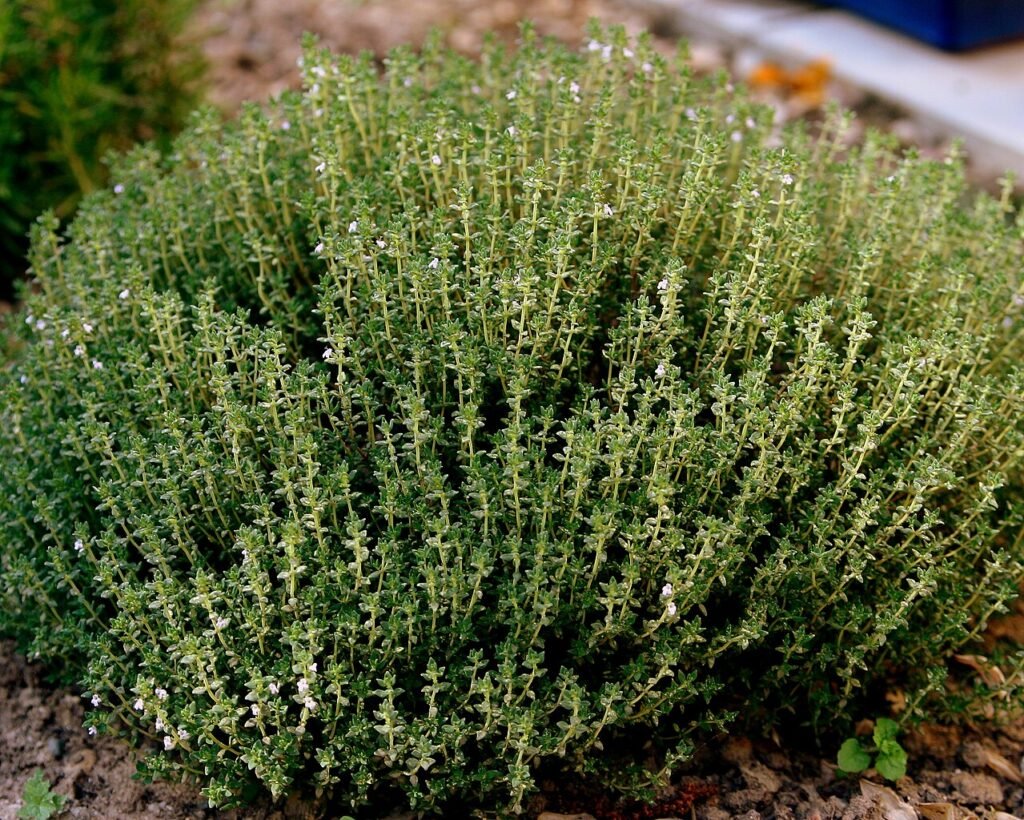 planta aromática tomillo