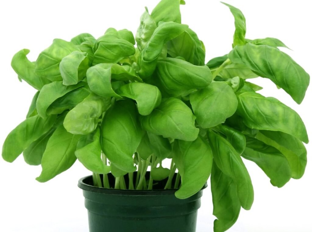 planta aromática albahaca