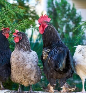 beneficios de la cría de gallinas para el huerto