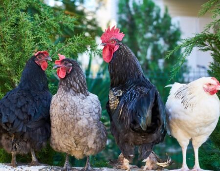 beneficios de la cría de gallinas para el huerto