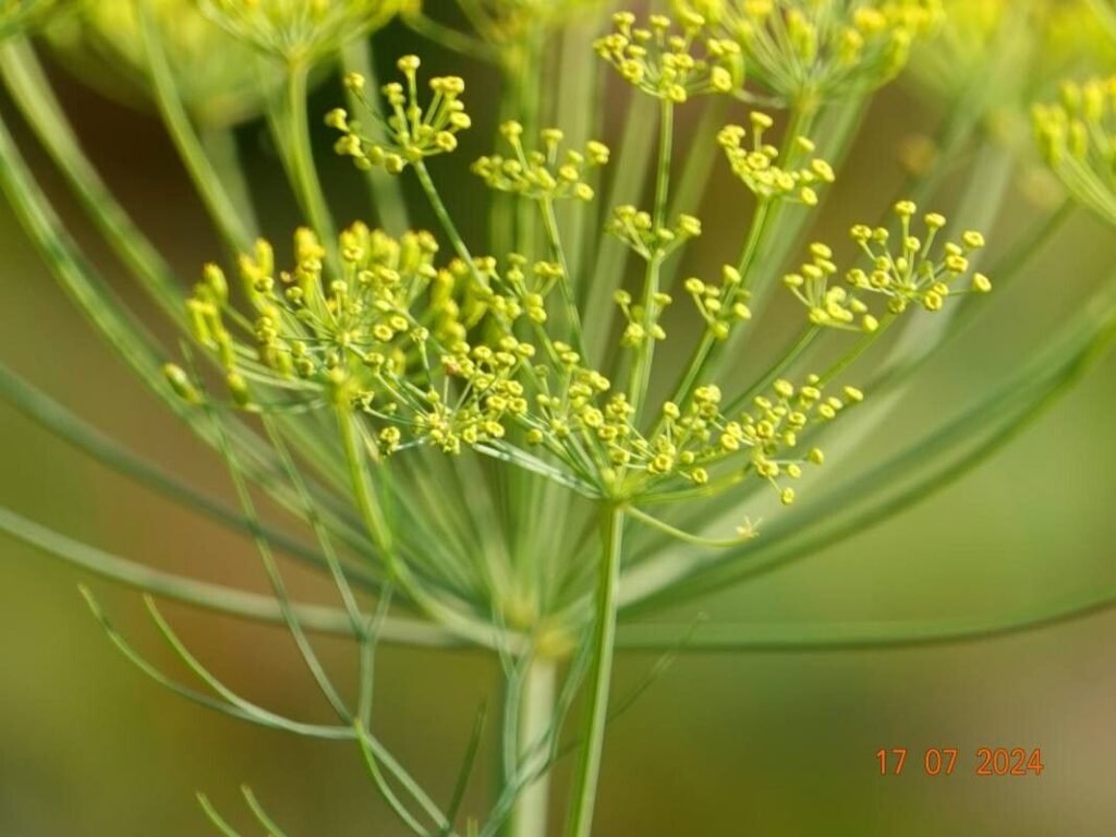 planta aromática eneldo