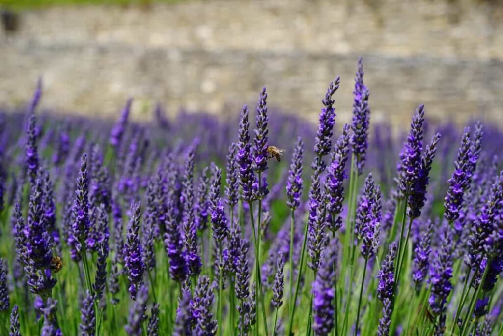 planta aromática lavanda