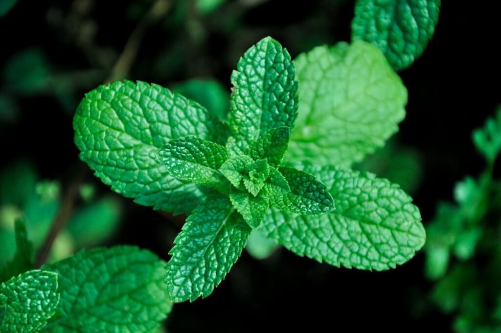 planta aromática menta
