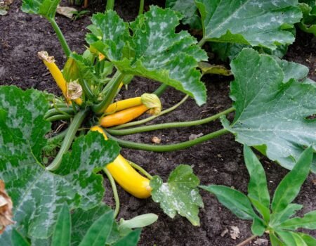 cultivar pepino