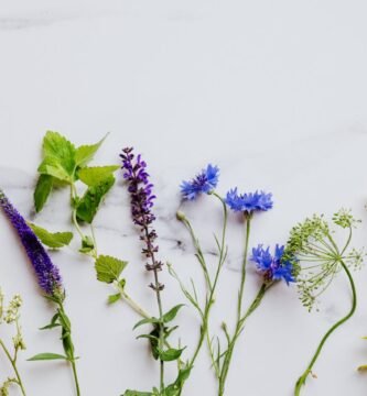 plantas aromáticas