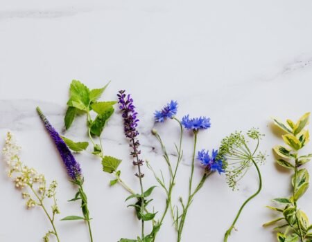 plantas aromáticas
