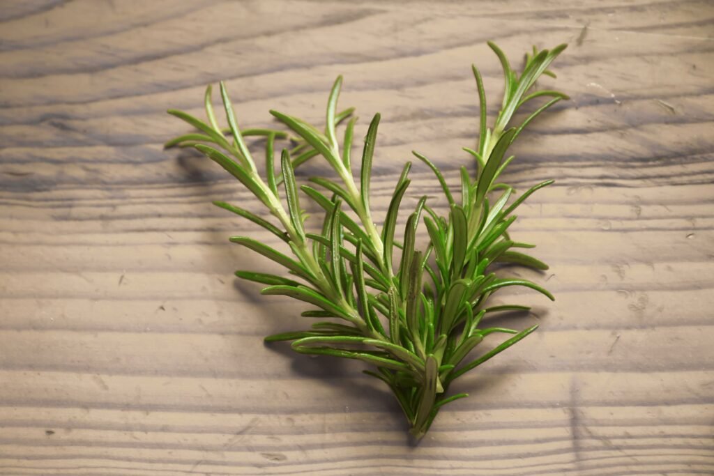 planta aromática romero