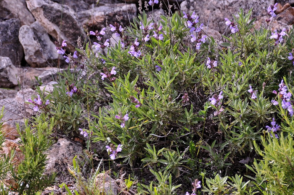 planta aromática salvia