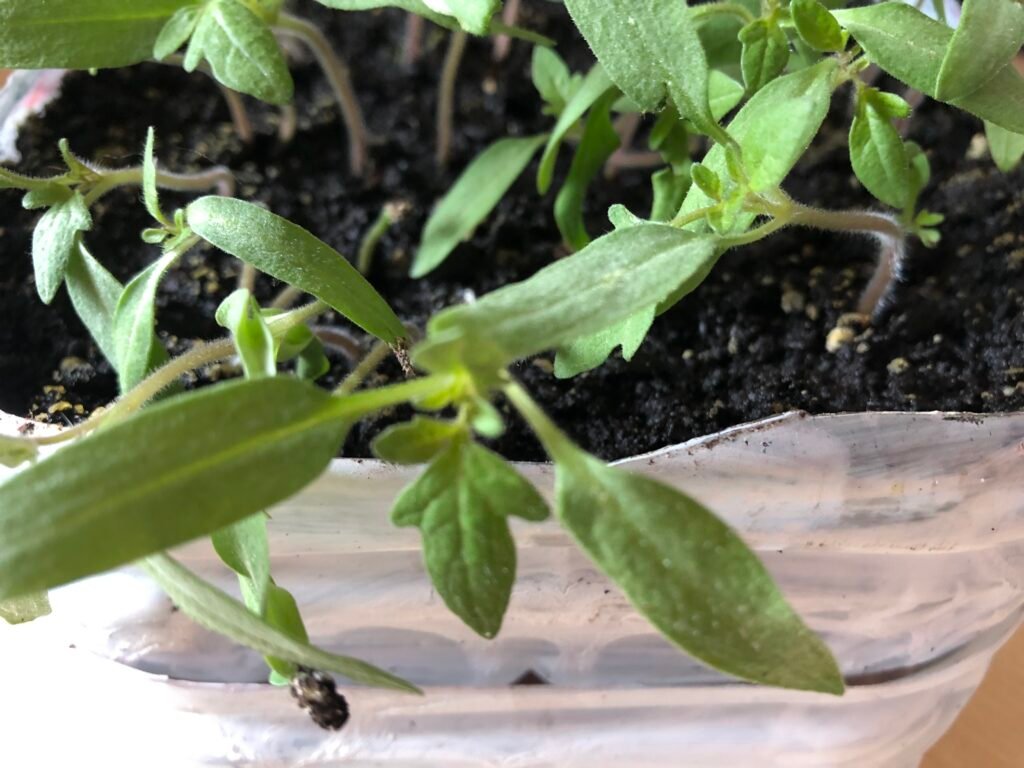 Herramientas para hacer una huerta en casa