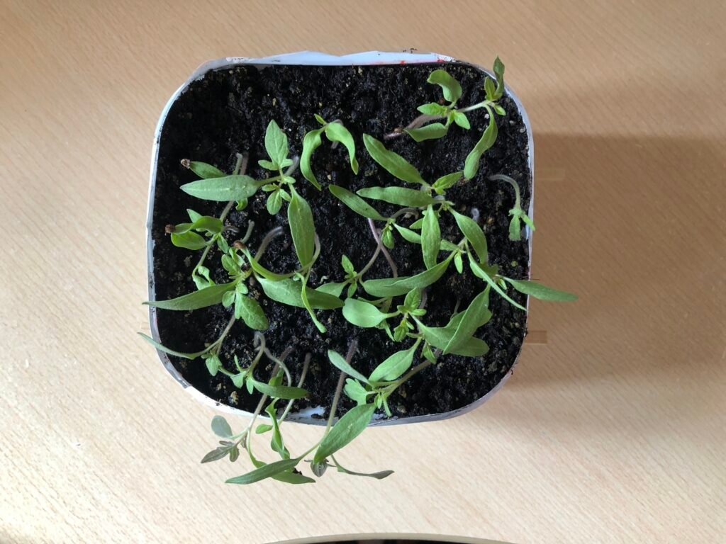 Herramientas para hacer una huerta en casa