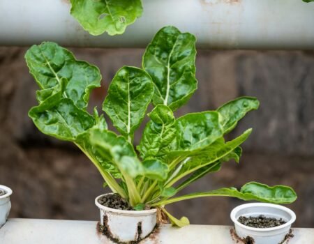 acelgas en macetas