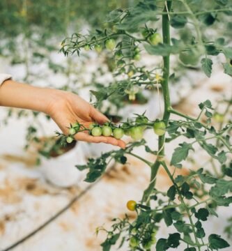 cultivar tomates cherry en maceta