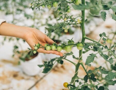 cultivar tomates cherry en maceta