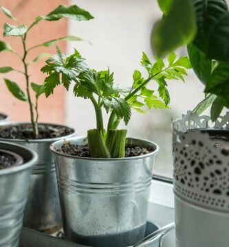 como cultivar apio en maceta