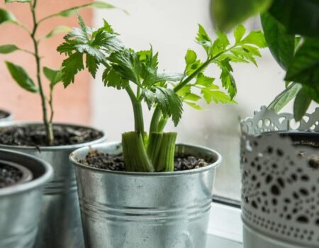 como cultivar apio en maceta