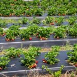 cultivar fresones en maceta
