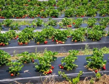 cultivar fresones en maceta
