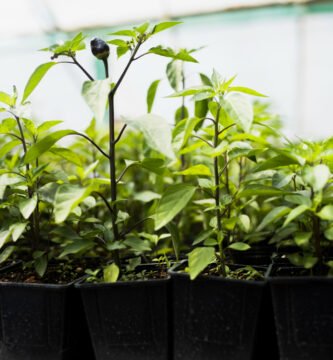 huerto en casa con macetas