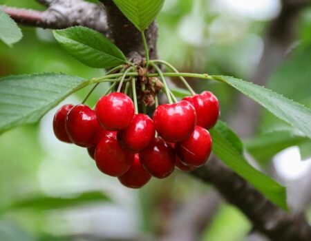 plantar cerezo en maceta